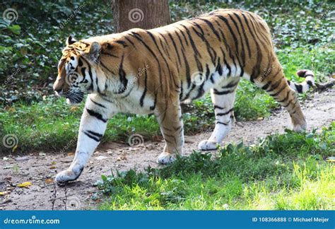 Siberian Tiger Panthera Tigris Altaica Stock Photo Image Of Beast