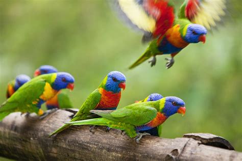 Birds Living Across The Atherton Tablelands Endemic And