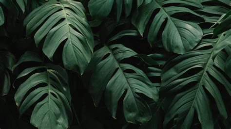 Download Wallpaper 1920x1080 Leaves Plant Green Dark