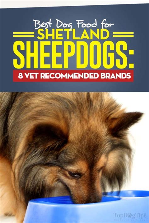 Raw diet requires work and research, but the benefits are awesome! Best Dog Food for Shetland Sheepdogs 2020: (Vet ...