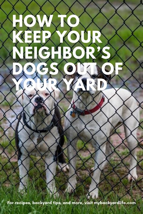 How to keep cats out of backyard. How to Keep Your Neighbor's Dogs Out of Your Yard in 2020 ...