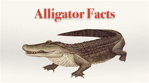 Alligator Facts Youtube