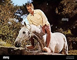 Der Hengst Im Grauen Flanellanzug Horse In Gray Flannel Suit, Dean ...