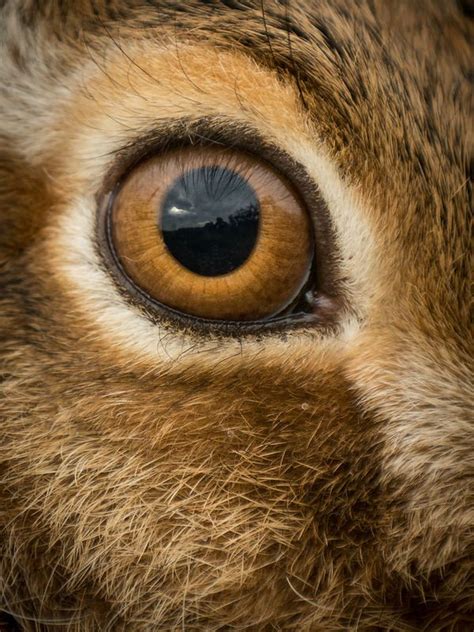 Hare Close Up Eye Rabbit And Animal