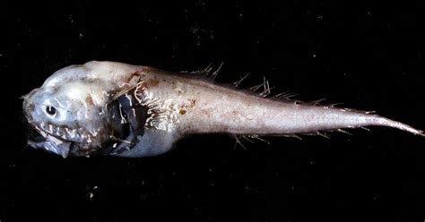 Let Us Introduce You To The Bony Eared Assfish Really Metro News