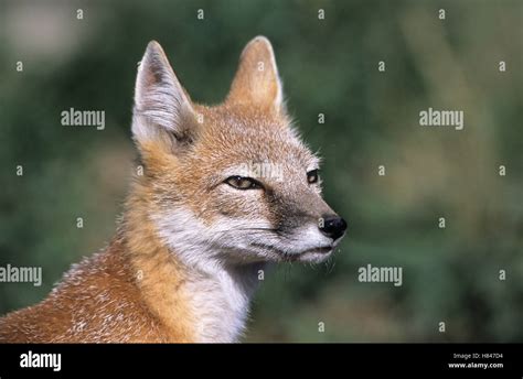 Swift Fox Vulpes Velox Native To North America Stock Photo Alamy