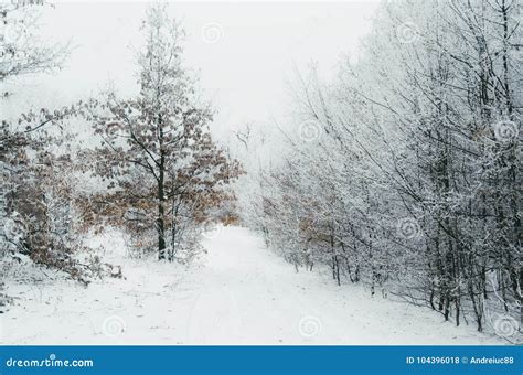 Road In Winter Forest Clearing Stock Photo Image Of Fairytale