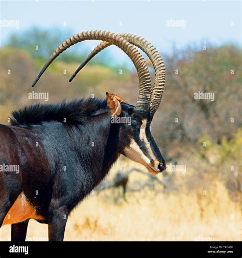 Sable Antelope Hippotragus Niger Male South Africa Stock Photo Alamy