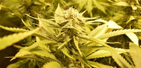 cultivando cannabis rico en cbd cbd rich