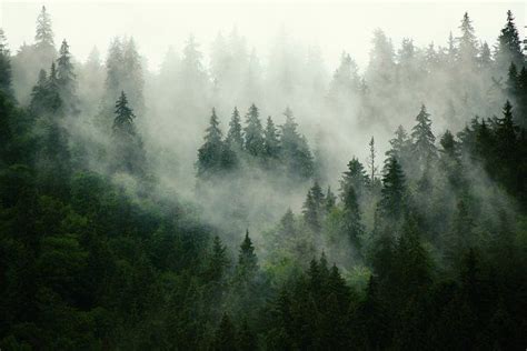Misty Mountain Landscape Stock Photo Containing Forest And Fog Forest