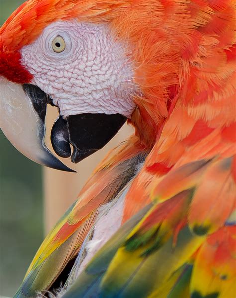 Free Images Bird Aviary Macaw Parrot Colors Orange Yellow