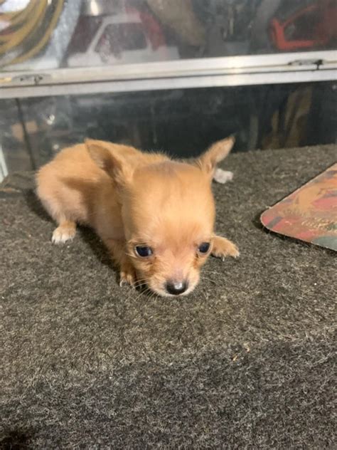 Chihuahuas Puppies For Sale In Grand Prairie Tx 5miles Buy And Sell