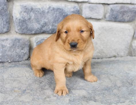The pups also have daily contact with members of our family, as well as friends, who enjoy visiting, holding and playing. Golden Retriever Puppies Near Me Cheap