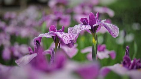 Image Bokeh Violet Iris Flowers 1920x1080