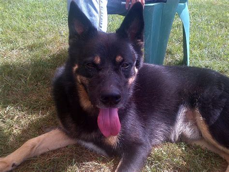 Tonka Available German Shepherd Dog At Shepherds Hope Rescue