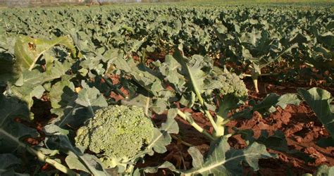 Broccoli Planting Successful Way To Plant Sowing Time Fertilization