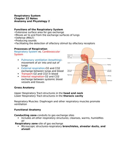 Respiratory System Notes Respiratory System Chapter 22 Notes Anatomy