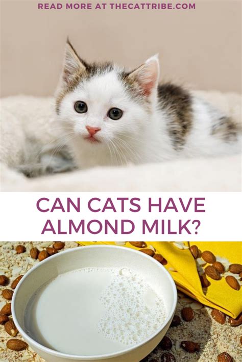 On a daily basis, cats should be provided with fresh, clean water to drink. Can Cats Have Almond Milk? Find Out The 3 Best Benefits Of ...