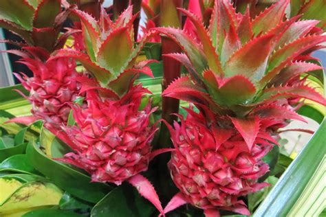 Características Y Cultivo De La Piña Ornamental Ananas Bracteatus