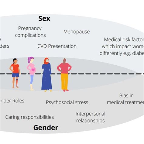 Examples Of The Contribution Of Both Sex And Gender Across The Life