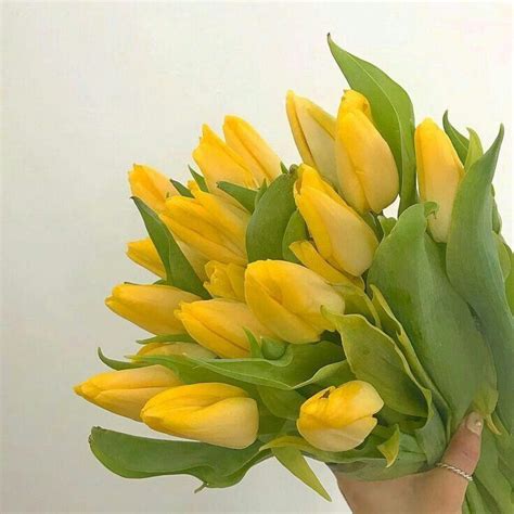 r o s i e | Yellow aesthetic pastel, Tulips flowers, Flowers