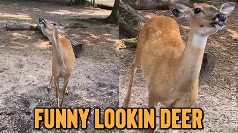 Funny Looking Deer Smiles To Get Free Food Best Viral Videos