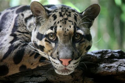 ‘extinct Clouded Leopard Spotted In Taiwan For First Time In Over 30
