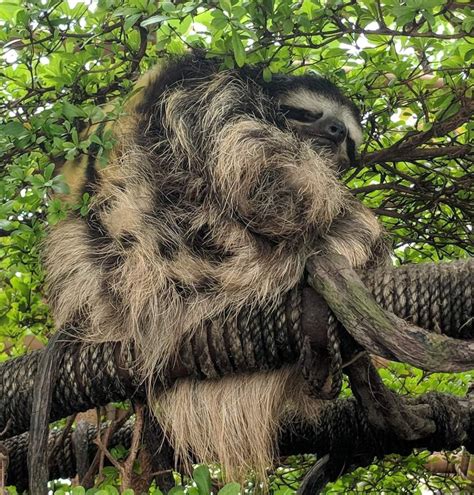 Brown Throated Three Toed Sloth Bradypus Variegatus Zoochat