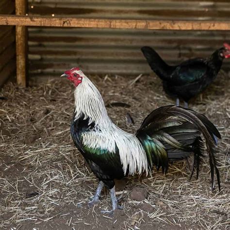 7 Best Fighting Chicken Breeds With Pictures
