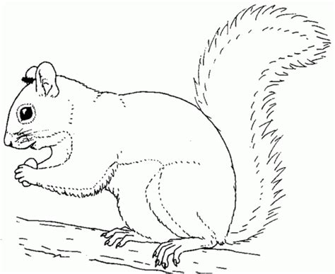 Squirrel Outline Coloring Page Coloring Pages