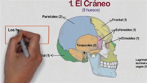 Imagen Del Craneo Humano Y Sus Partes Uno