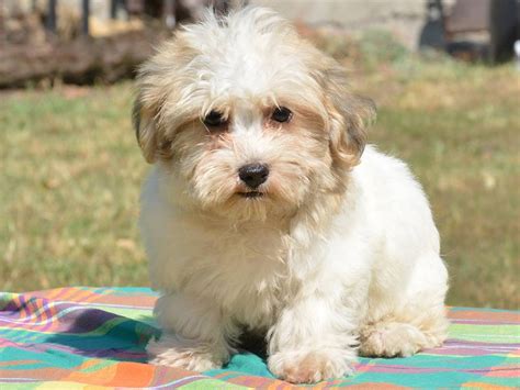 Havanese puppies are considered a toy breed, and they are not large dogs. Havanese Puppies For Sale | California Street, CA #287252