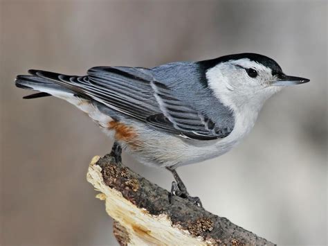 Maybe you would like to learn more about one of these? White-breasted Nuthatch | Celebrate Urban Birds