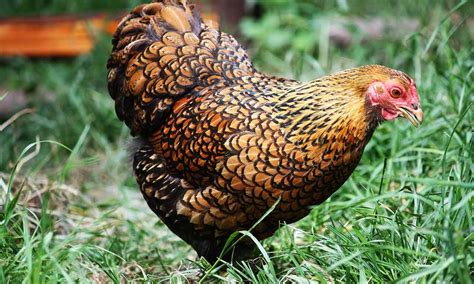 Check spelling or type a new query. What Chicken Breeds are best for your farm... backyard?