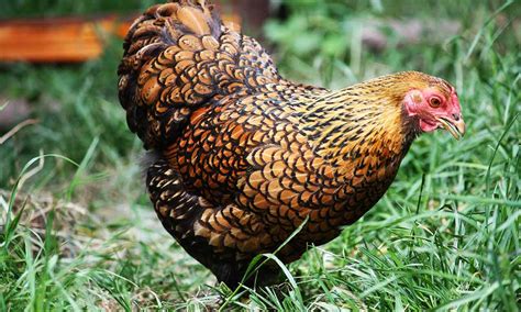 Of all the french chicken breeds, la flèche is said to have the best quality meat. What Chicken Breeds are best for your farm... backyard?