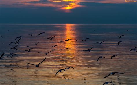 Zdjęcie Ptaki Zachód Słońca Morze Mewy