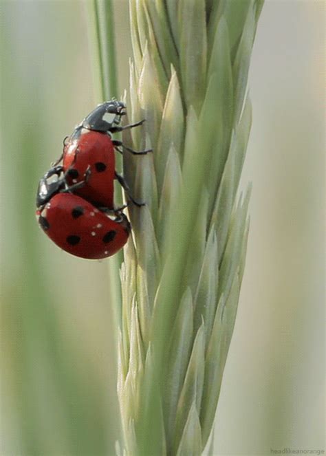 Two Ladybugs Having Sex  On Imgur