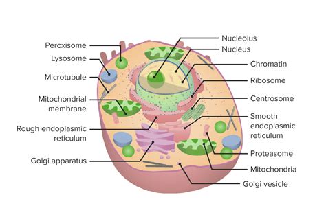 The Cell Organelles Concise Medical Knowledge