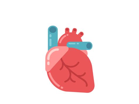 Heart Heart Anatomy Cartoon Heart Medical Illustration