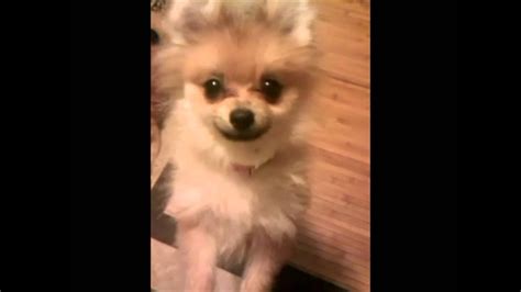 Chewys Pomeranian Puppy Uglies Youtube