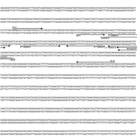 A Schematic Illustration Of The Human ARMS PCR The Figure Shows The