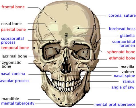 Skull Anatomy And Physiology