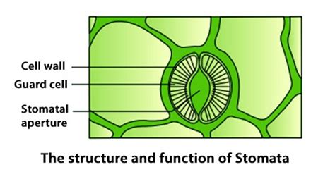 What Is Stomata What Is Stomata Explain In The Simplest Way Quora