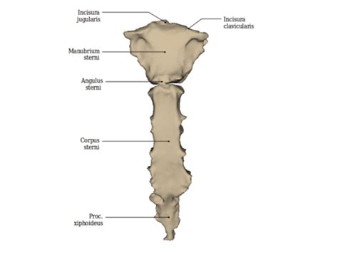 Anatomy Of The Sternum