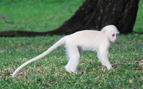 White Monkey Rare Albino Animals Albino Animals Animals