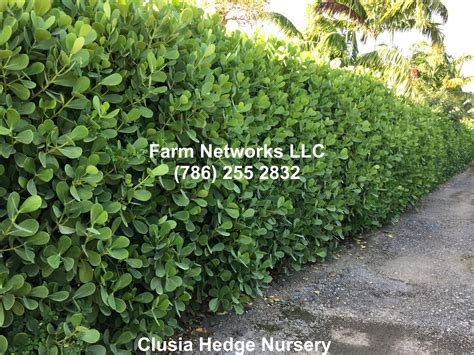 Pin By Farm Networks Llc South Flor On Florida Clusia Hedges Pictures