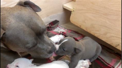 From the moment you bring your as puppies, pit bulls have extremely short attention spans. Blue Subi 3 year old Pitbull beat up by Pitbull Puppy 3 weeks old - YouTube