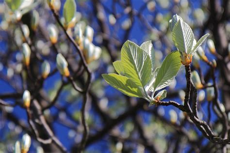 Free Images Tree Nature Branch Blossom Growth Sunlight Leaf