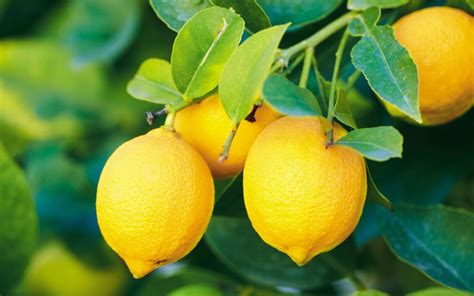Chilean Lemons To Enter The United States Under “systems Approach