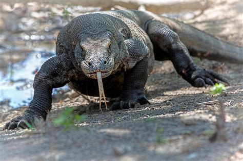 Mythical Animals That Turned Out To Be Real Monster Week Animal Planet